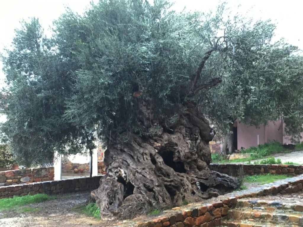 The oldest tree in the world by Greece 1 1600x1200 1