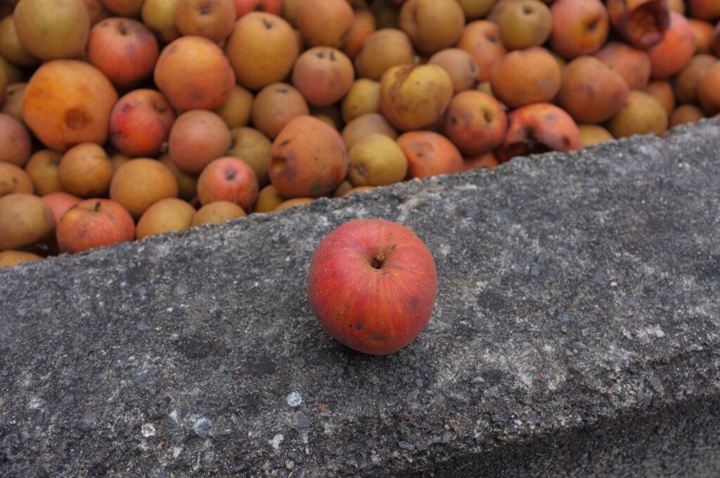 12 pomme anisa
