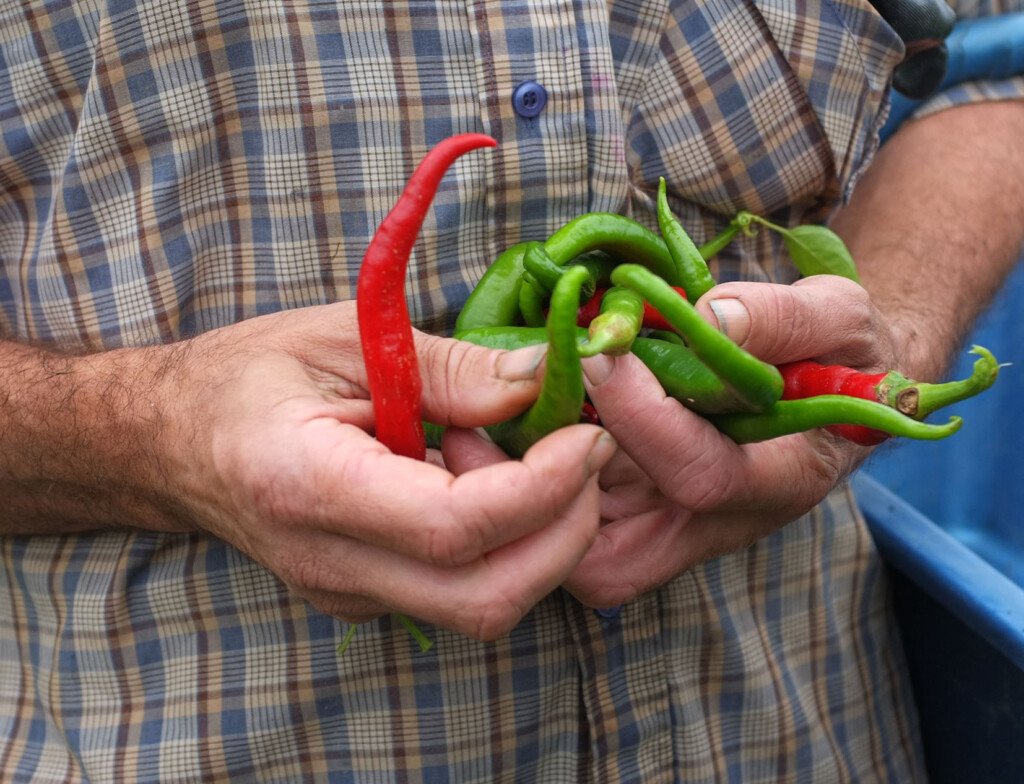 14 piments basques