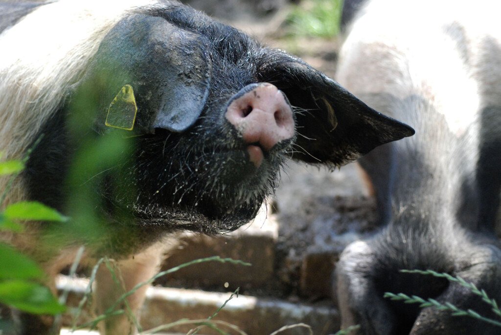 16 Kintoa pig