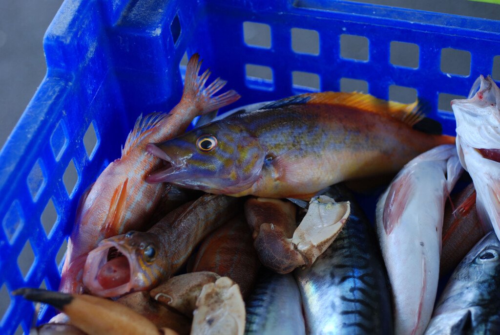 18 fish capbreton