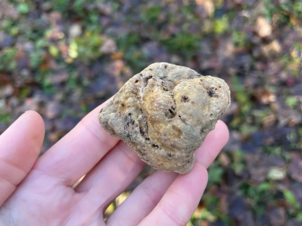 In Search of Alba's White Truffle 5 IMG 0247 1 1067x800 1